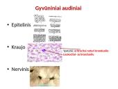 Apie ląstelės sandarą 16 puslapis