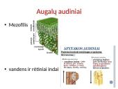 Apie ląstelės sandarą 17 puslapis