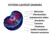 Apie ląstelės sandarą 5 puslapis
