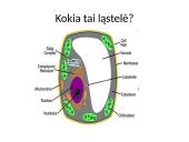 Apie ląstelės sandarą 9 puslapis