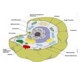 Apie ląstelės sandarą 10 puslapis