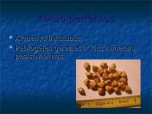 Vitaminai ir mineraliniai elementai 14 puslapis