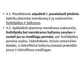 Plazminė membrana ir pernaša 2 puslapis