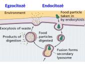 Plazminė membrana ir pernaša 11 puslapis
