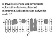Plazminė membrana ir pernaša 13 puslapis