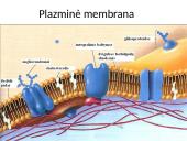 Plazminė membrana ir pernaša 3 puslapis