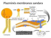 Plazminė membrana ir pernaša 4 puslapis