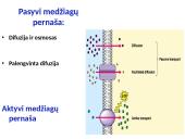 Plazminė membrana ir pernaša 9 puslapis