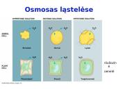 Plazminė membrana ir pernaša 10 puslapis