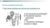 Inkstų nefronas ir šlapimo susidarymas 11 puslapis