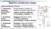 Inkstų nefronas ir šlapimo susidarymas 7 puslapis