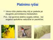 Rūšių tarpusavio santykiai  7 puslapis