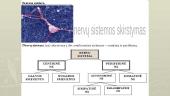 Periferinė ir centrinė nervų sistema 2 puslapis