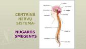 Periferinė ir centrinė nervų sistema 11 puslapis