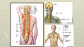 Periferinė ir centrinė nervų sistema 13 puslapis
