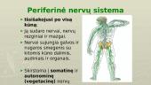 Periferinė ir centrinė nervų sistema 3 puslapis