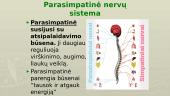 Periferinė ir centrinė nervų sistema 7 puslapis