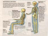 Sportas ir sveikata. Taisyklinga laikysena ir aktyvus gyvenimo būdas  16 puslapis