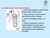 Osmoreguliacija (inkstų vaidmuo reguliuojant osmosą)  3 puslapis