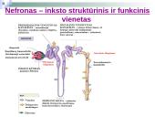 Osmoreguliacija (inkstų vaidmuo reguliuojant osmosą)  5 puslapis