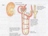 Osmoreguliacija (inkstų vaidmuo reguliuojant osmosą)  6 puslapis