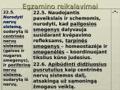 Galvos smegenys - teorija 2 puslapis