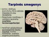 Galvos smegenys - teorija 11 puslapis