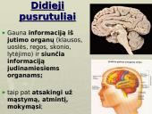 Galvos smegenys - teorija 12 puslapis