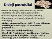 Galvos smegenys - teorija 13 puslapis