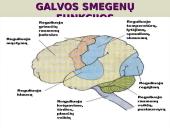 Galvos smegenys - teorija 16 puslapis