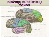 Galvos smegenys - teorija 17 puslapis