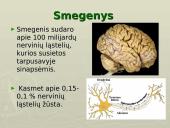 Galvos smegenys - teorija 4 puslapis