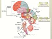 Galvos smegenys - teorija 6 puslapis