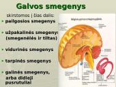 Galvos smegenys - teorija 7 puslapis