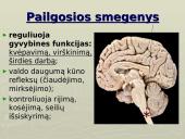 Galvos smegenys - teorija 8 puslapis