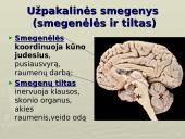 Galvos smegenys - teorija 9 puslapis