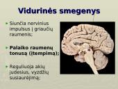 Galvos smegenys - teorija 10 puslapis