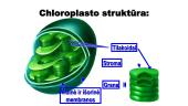 Energijos virsmai ląstelėje ir organizme (kvėpavimas ir fotosintezė)   11 puslapis