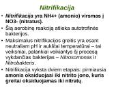 Azoto apytaka biosferoje 11 puslapis