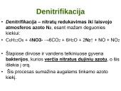 Azoto apytaka biosferoje 10 puslapis