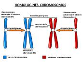 Organizmų požymių paveldėjimas ir genų technologijos 11 puslapis