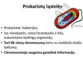 Organizmų požymių paveldėjimas ir genų technologijos 16 puslapis