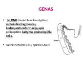 Organizmų požymių paveldėjimas ir genų technologijos 17 puslapis