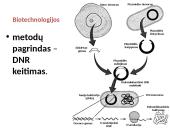 Organizmų požymių paveldėjimas ir genų technologijos 18 puslapis