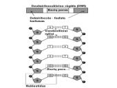 Organizmų požymių paveldėjimas ir genų technologijos 6 puslapis