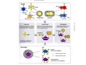 Organizmų požymių paveldėjimas ir genų technologijos 7 puslapis