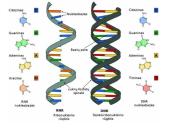 Organizmų požymių paveldėjimas ir genų technologijos 8 puslapis