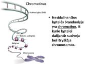Organizmų požymių paveldėjimas ir genų technologijos 9 puslapis