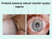 Akis - regėjimo organas  12 puslapis