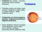 Akis - regėjimo organas  15 puslapis
